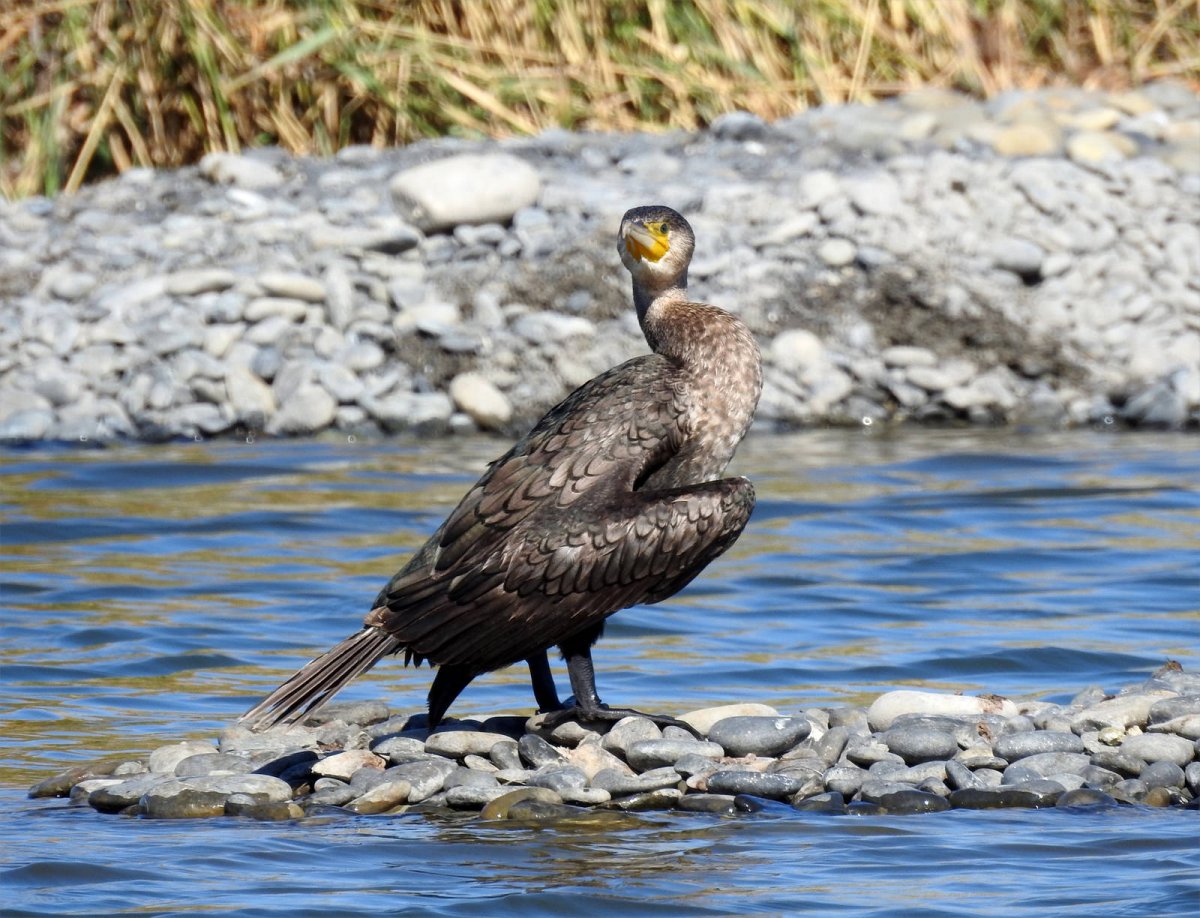 Баклан Озерный
