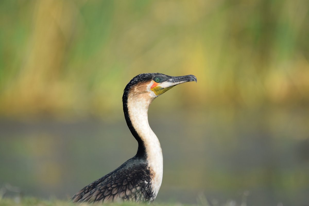 Бакланы птицы 4 класс