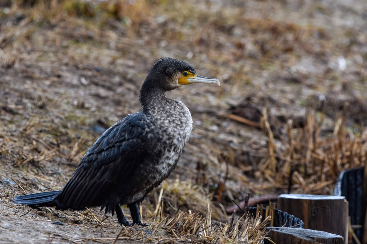 Баклан Северный