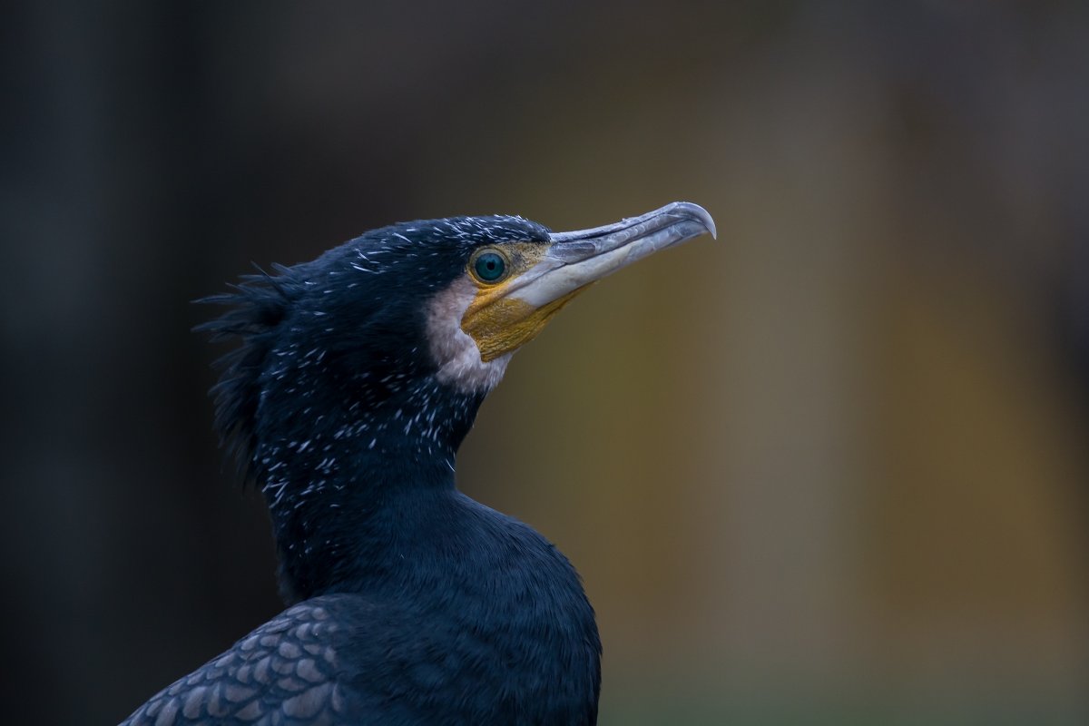Phalacrocorax Carbo