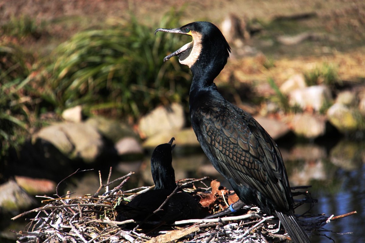 Новозеландский Королевский Баклан