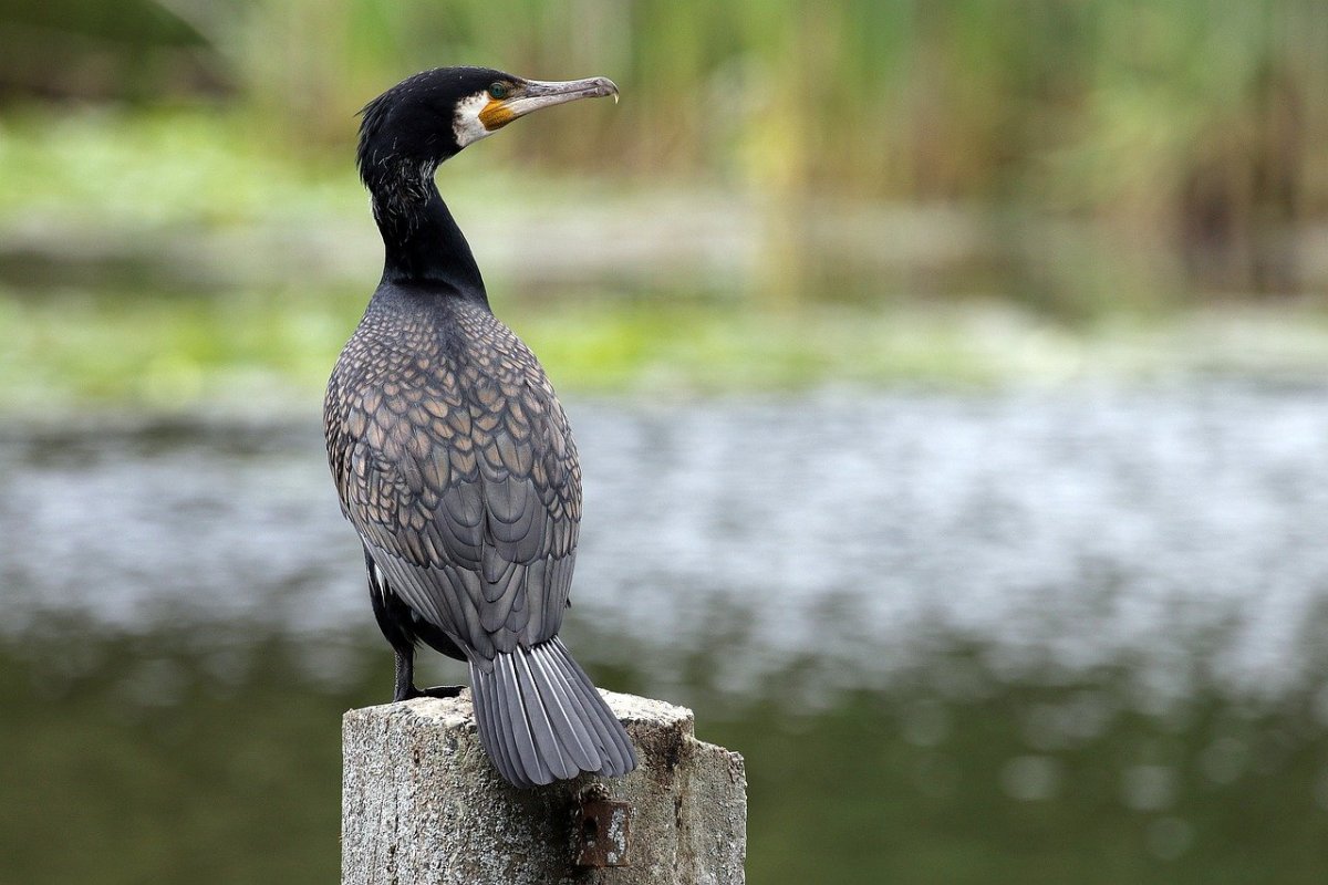 Корморан птица