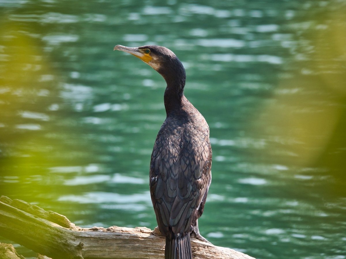 Баклан Балтийский