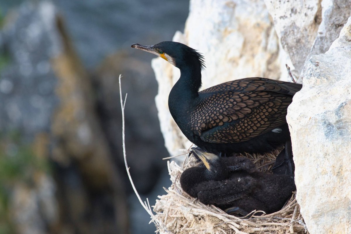 Большой Баклан Phalacrocorax Carbo