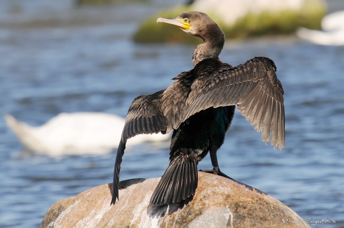 Баклан Северный птица