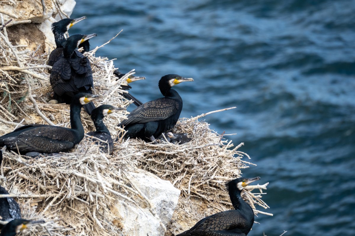 Черные бакланы уничтожает рыбу