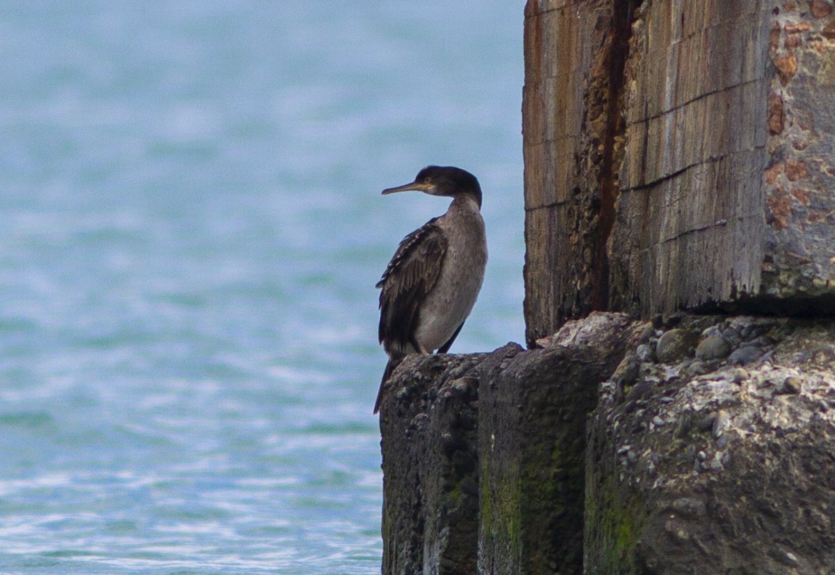 Новозеландский Королевский Баклан