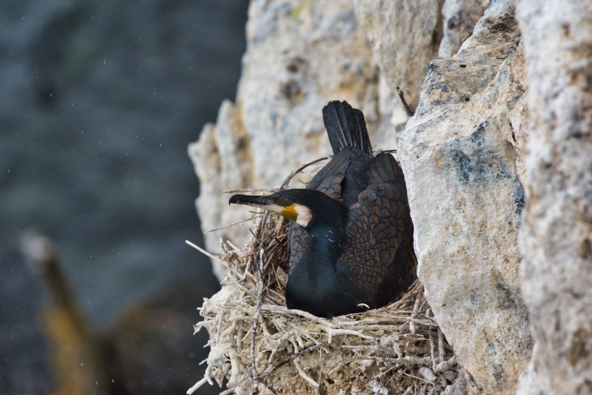 Нырок Черноморский Баклан