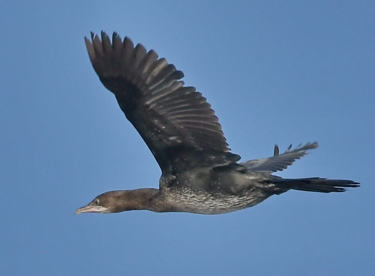 Баклан Черноморский птица