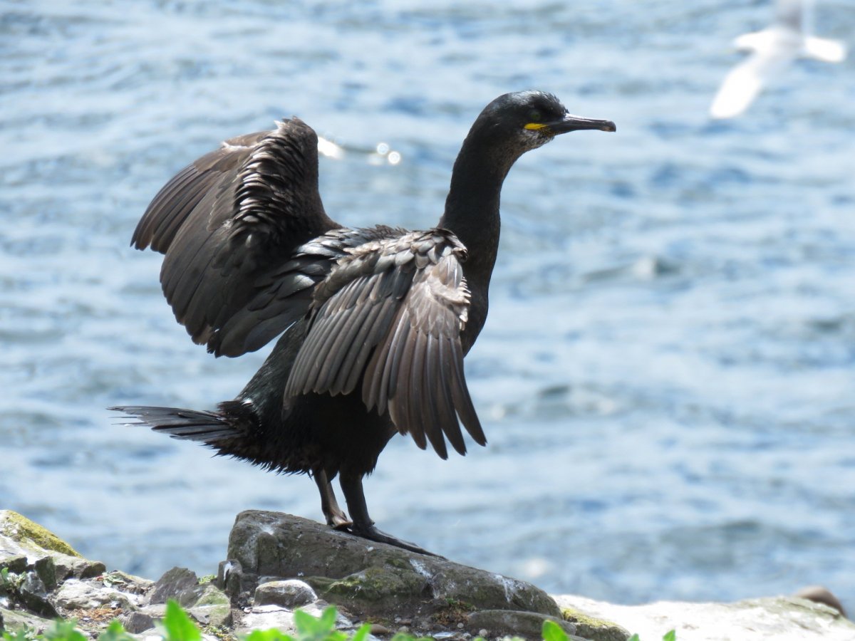 Крачки бакланы