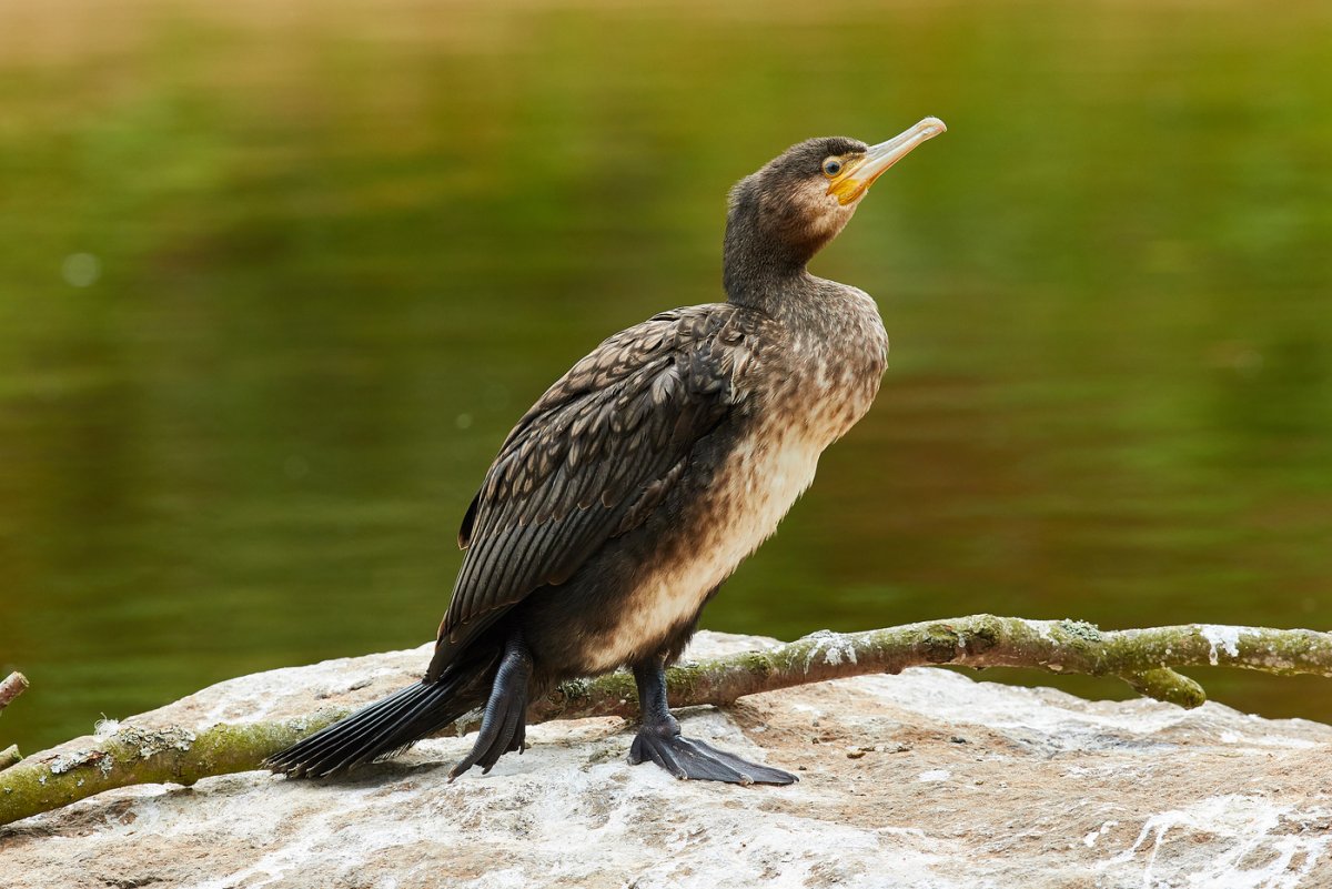 Капский Баклан