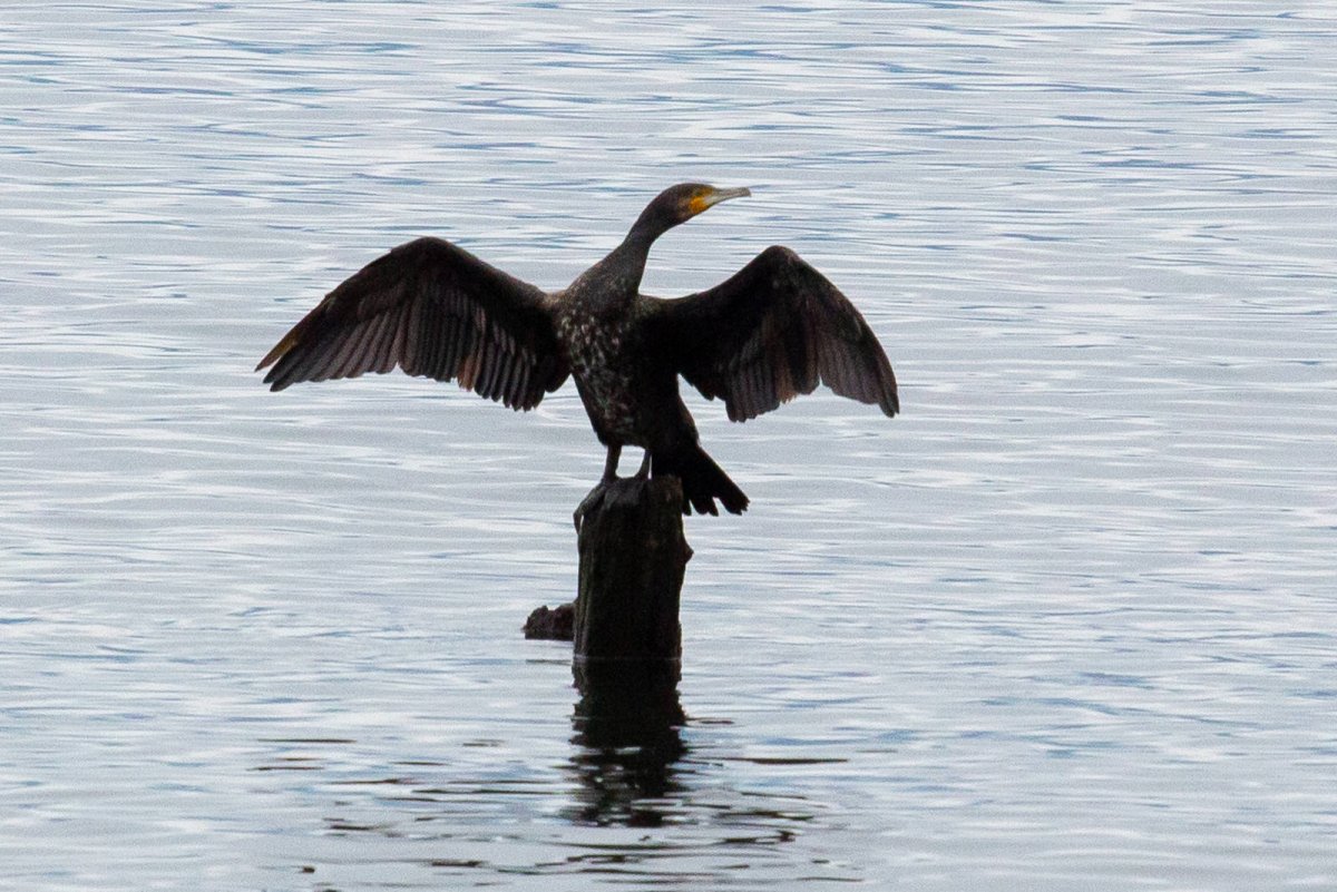 Phalacrocorax Carbo гнездо