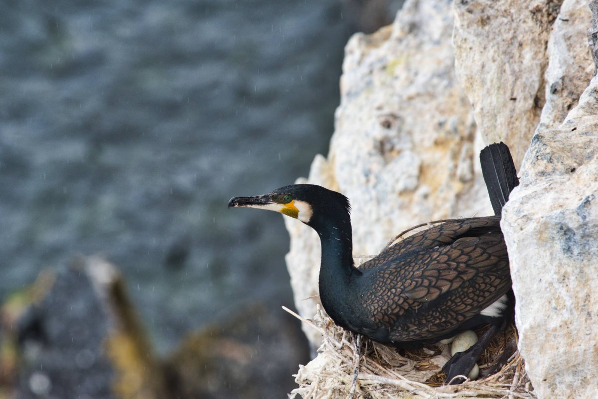 Баклан Северный