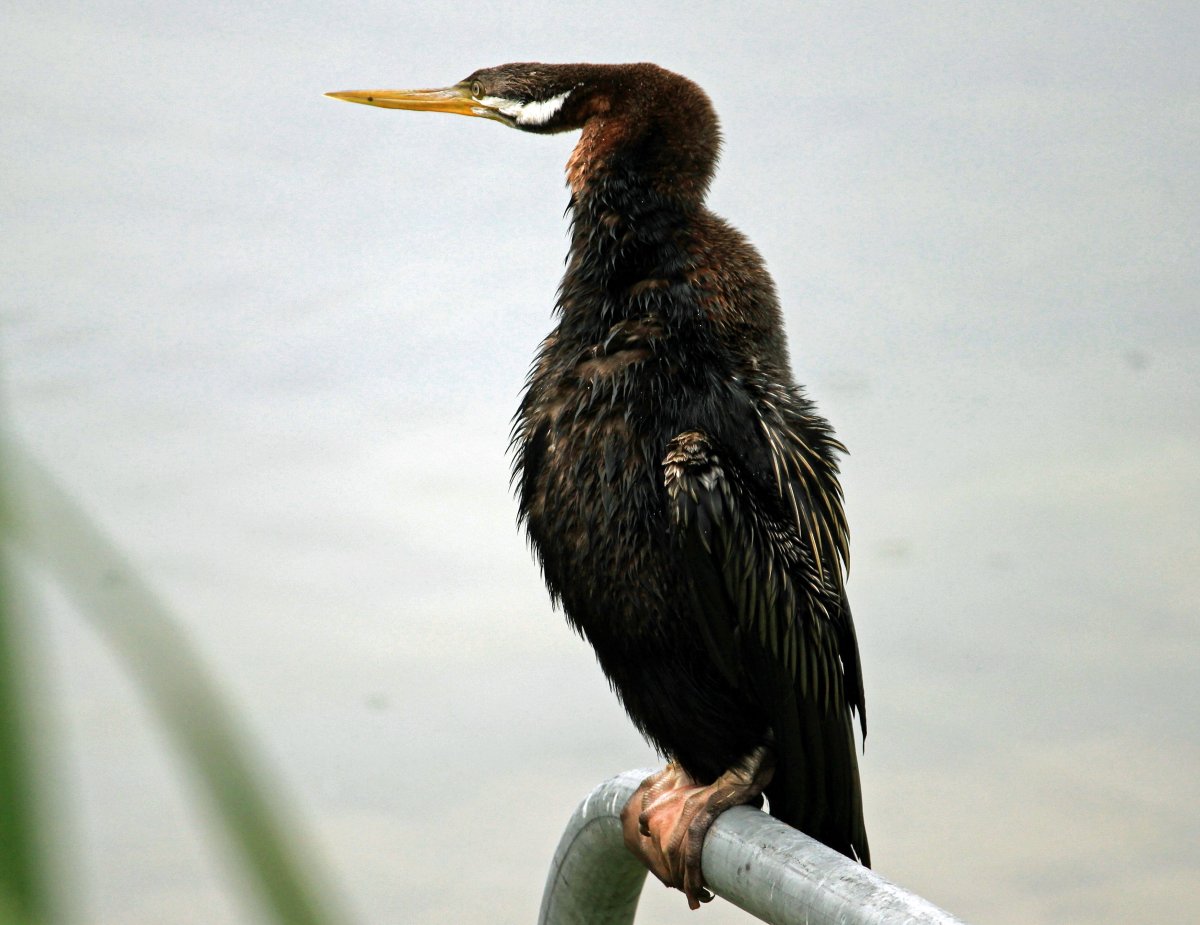 Нырок Черноморский Баклан