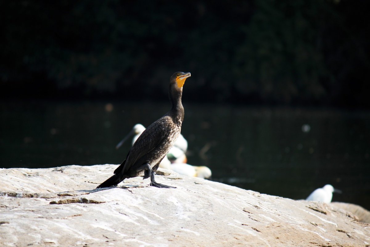 Нырок, Чайка,Баклан