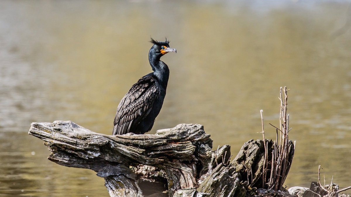 Галапагосский нелетающий Баклан