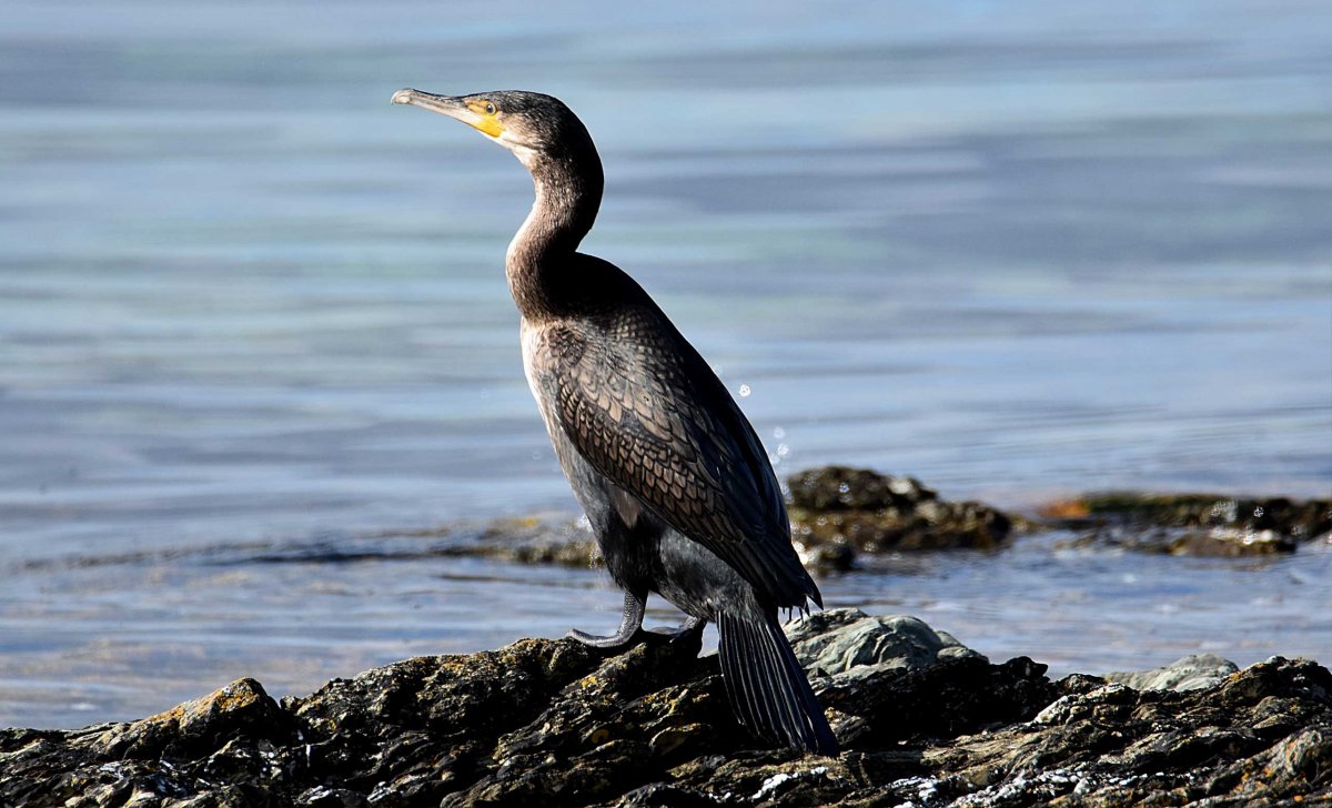 Королевский Баклан