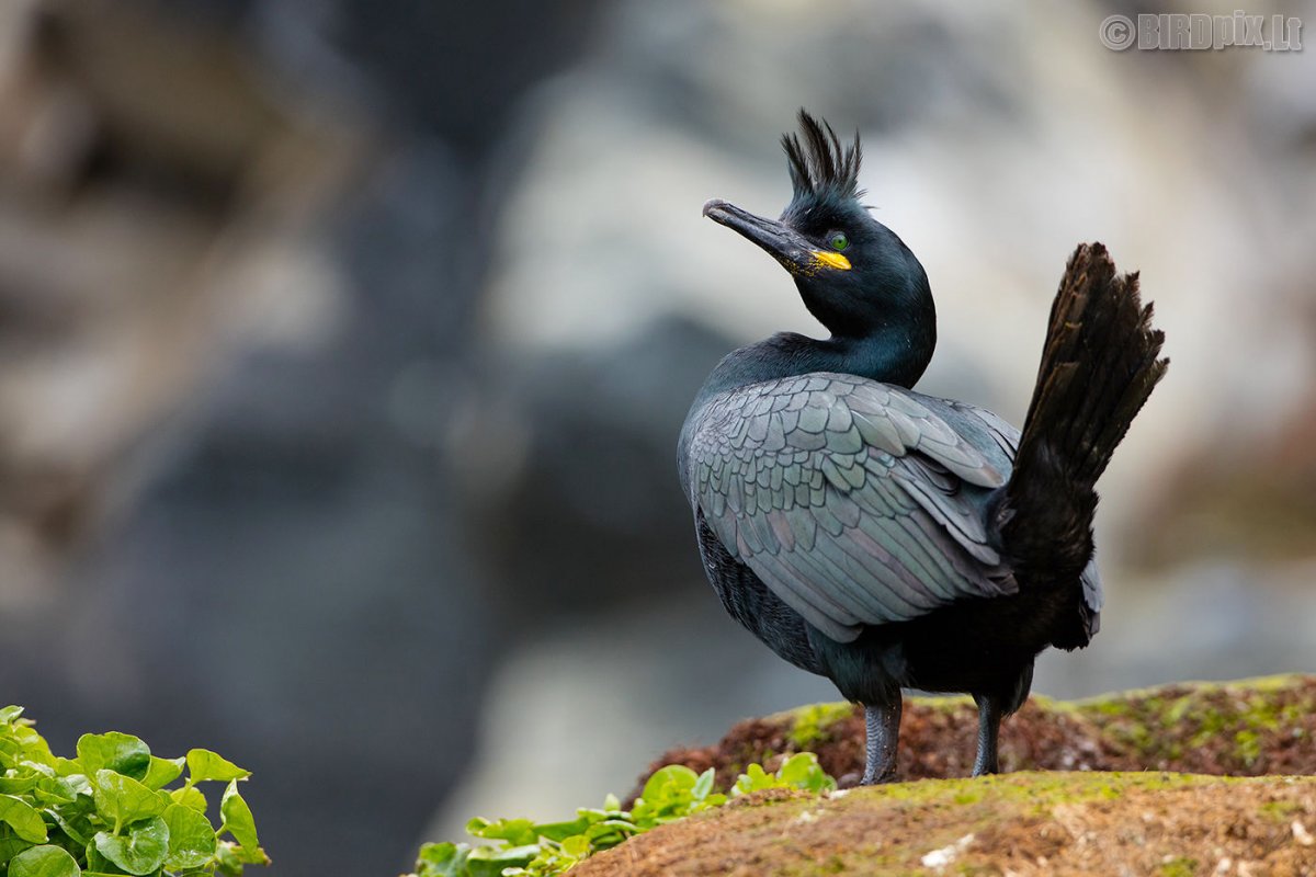 Баклан Балтийский