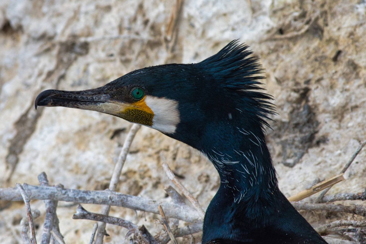 Большой Баклан зима