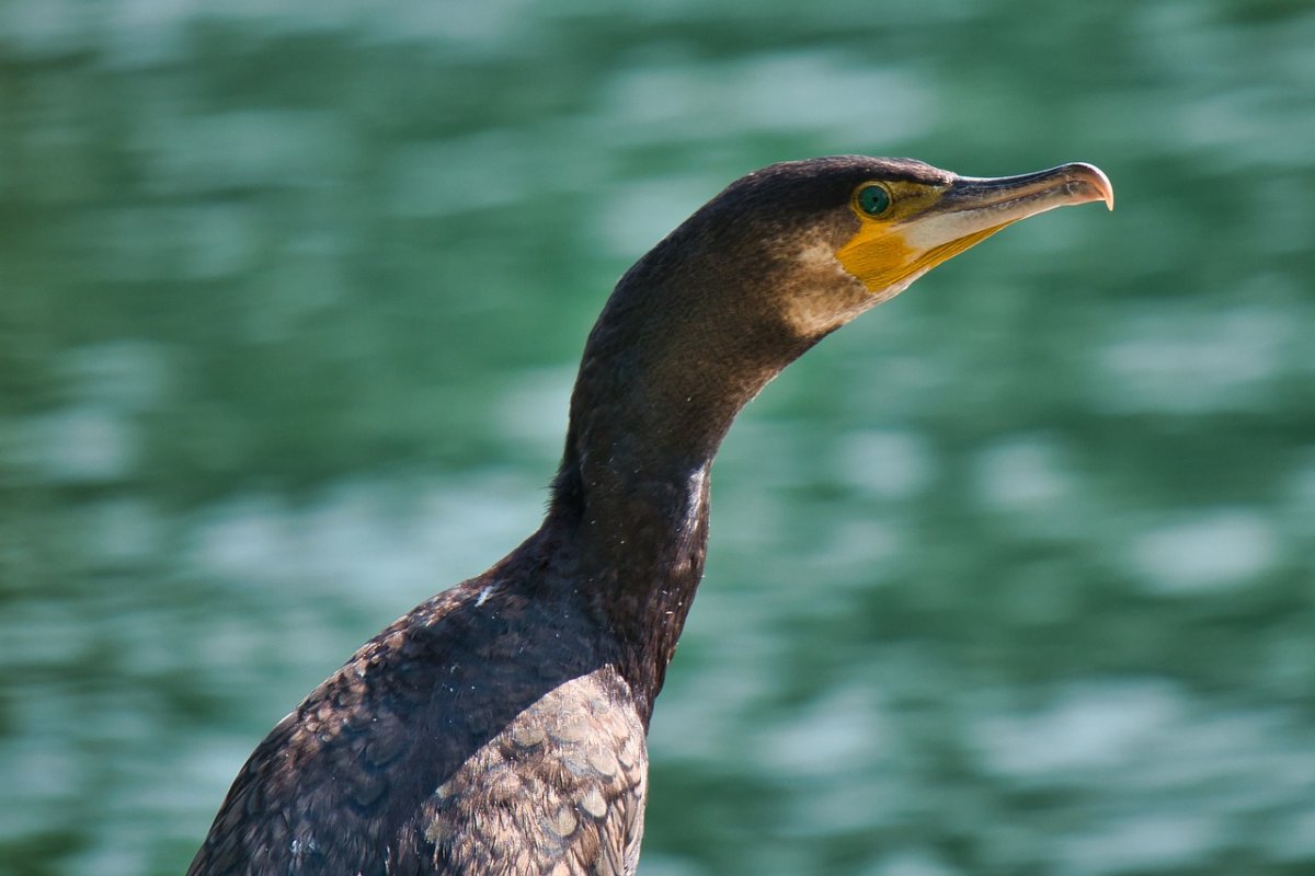 Бакланы в Арктике