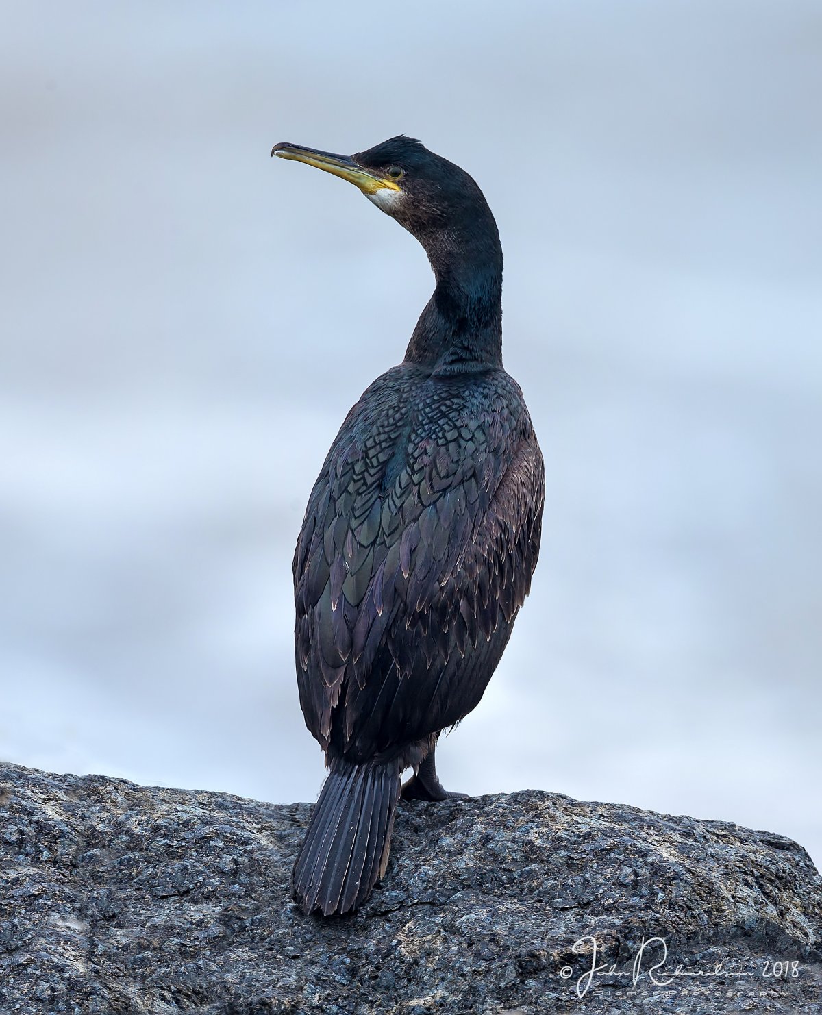 Нырок Черноморский Баклан