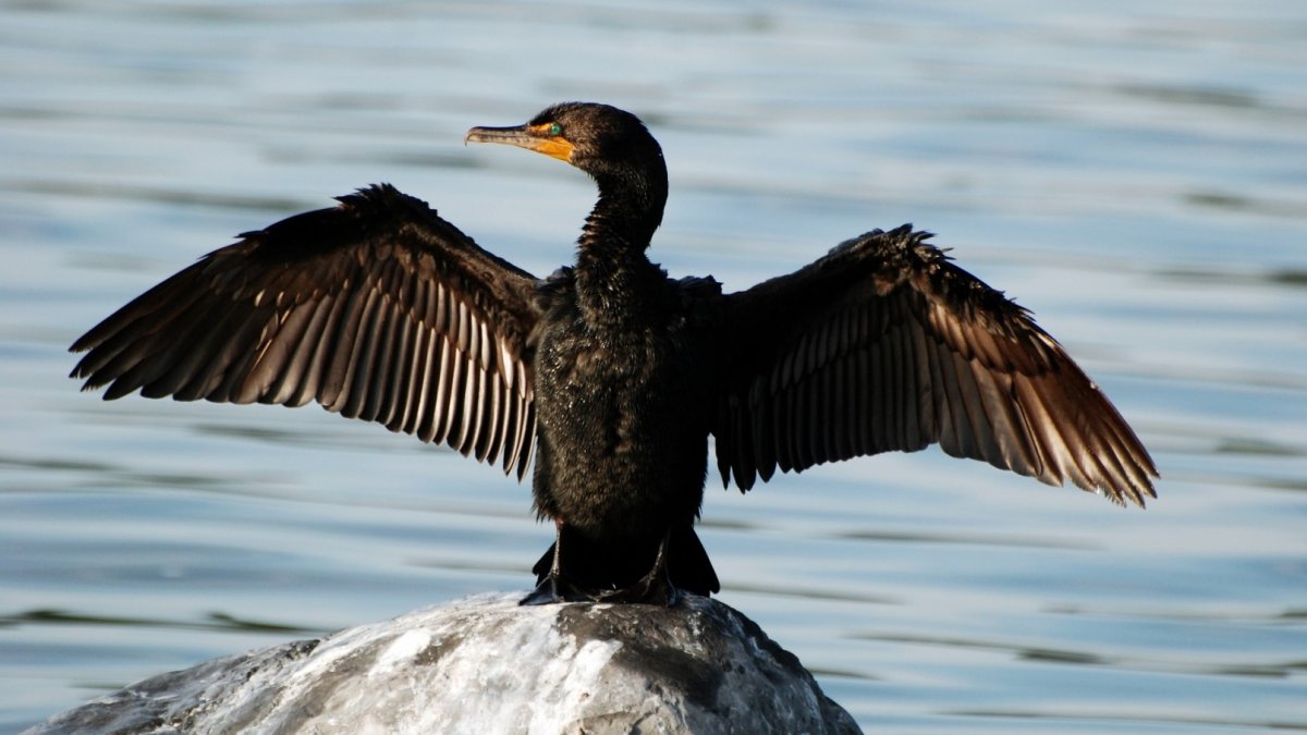 Стеллеров Баклан