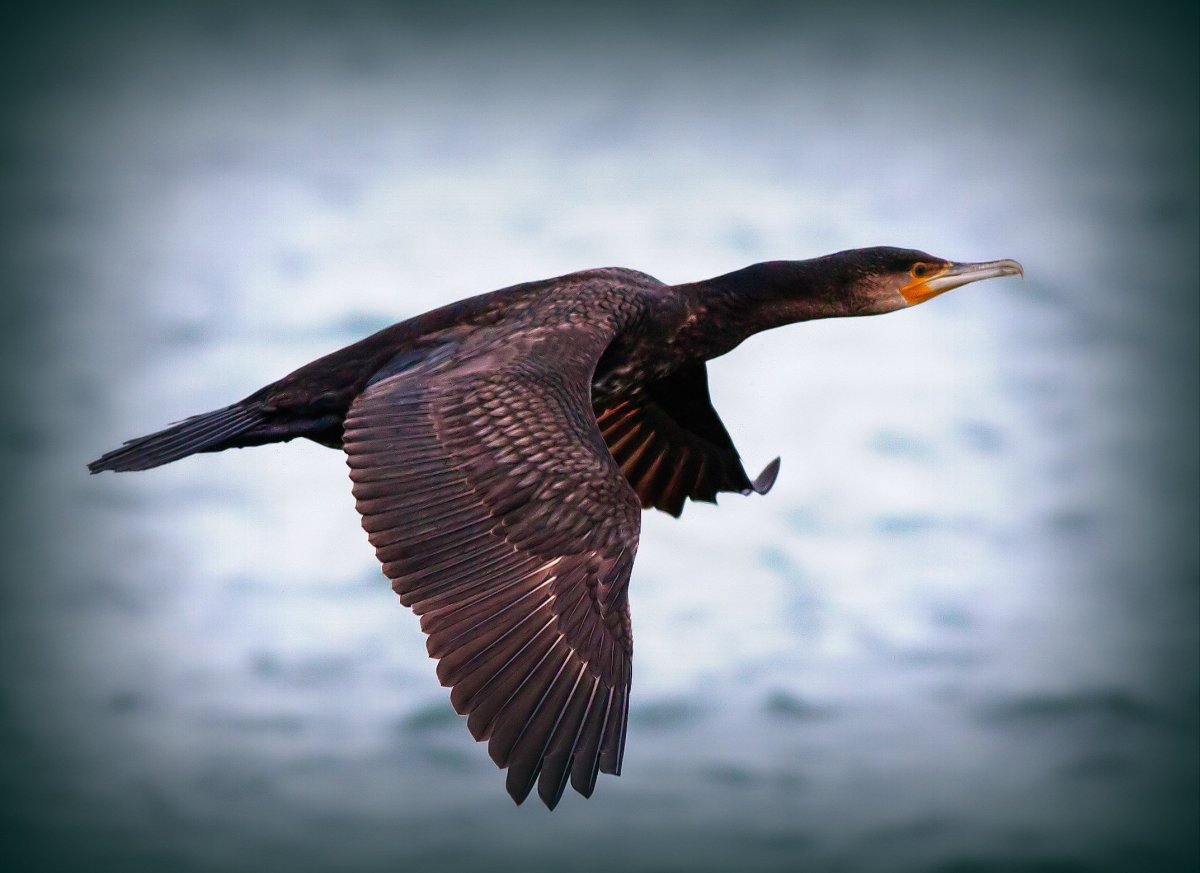 Хохлатый Баклан