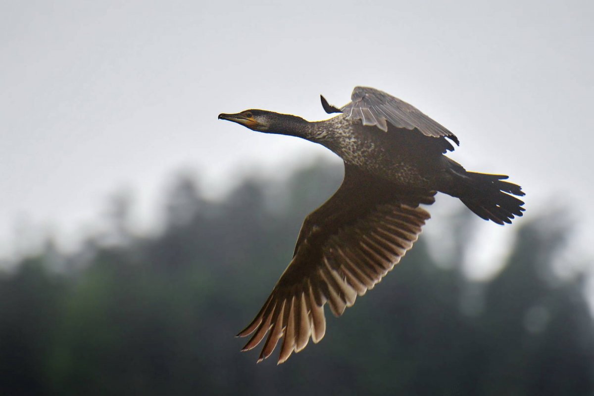 Королевский Баклан