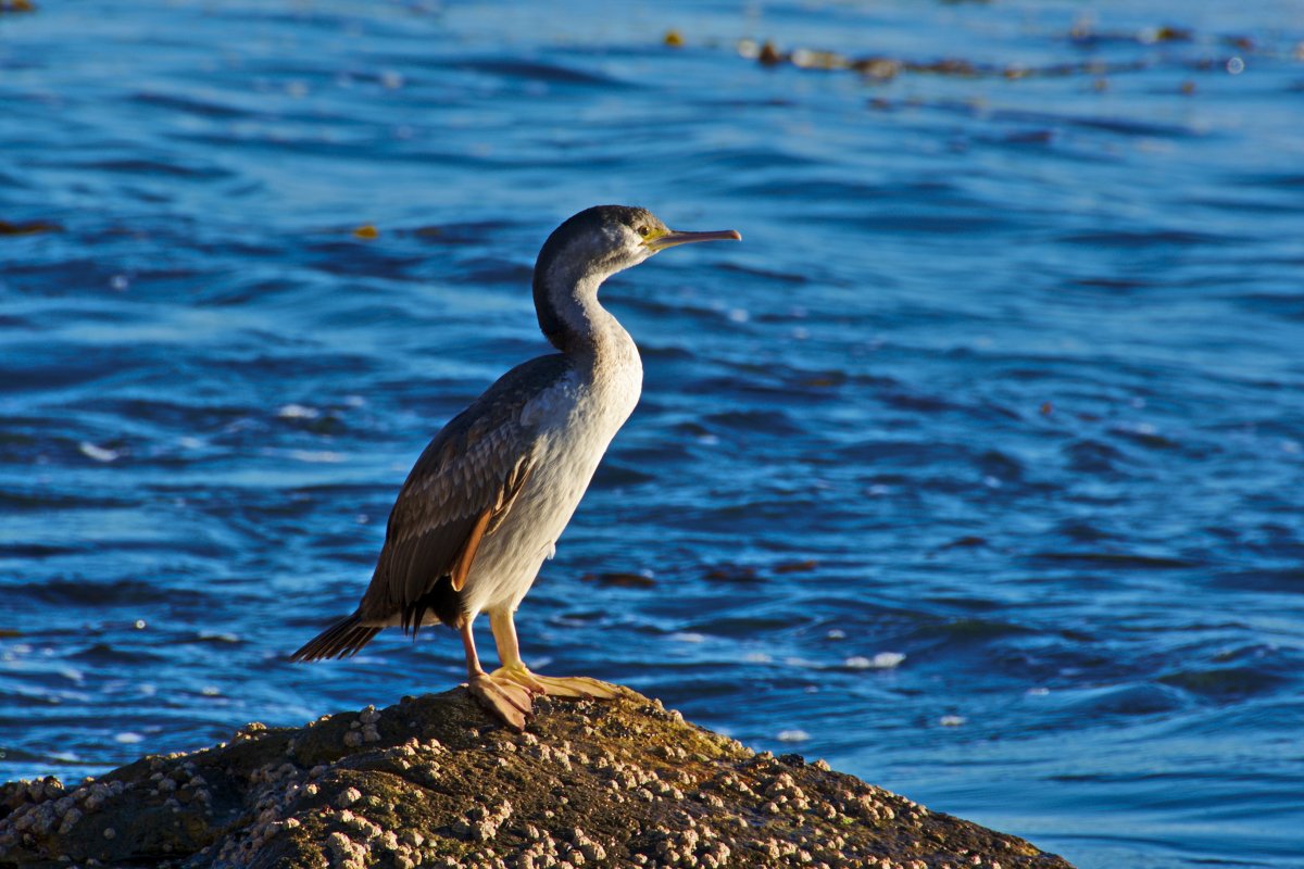 Большой Баклан лапы