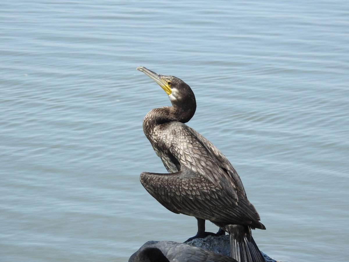 Бакланы птицы 4 класс