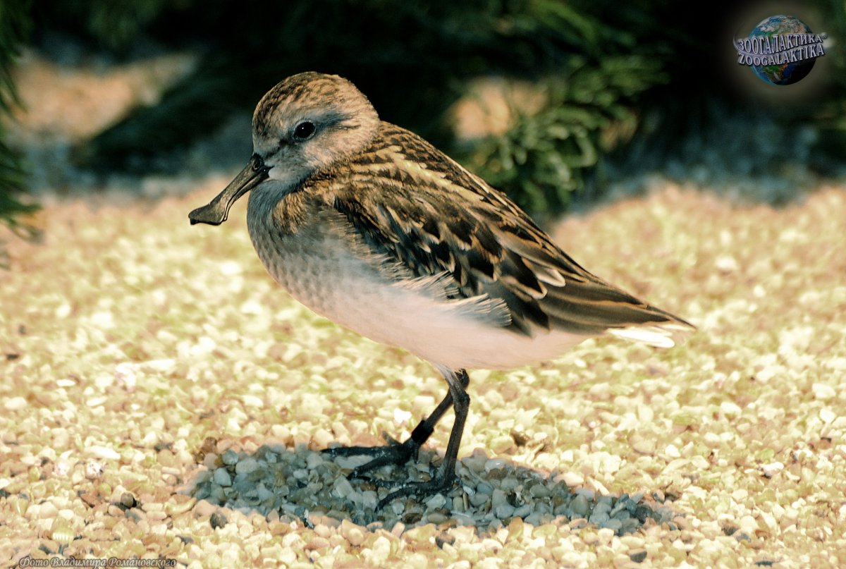 Кулик птица