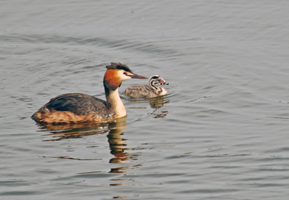 Чомга Черноморская