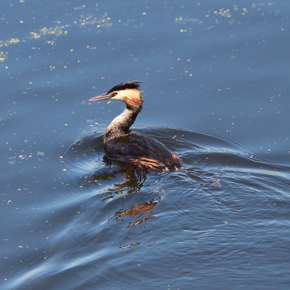 Поганка птица