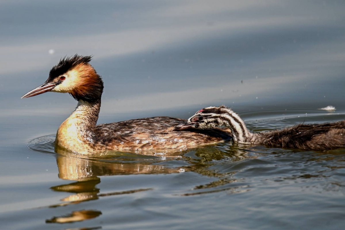 Чомга птица фото и описание