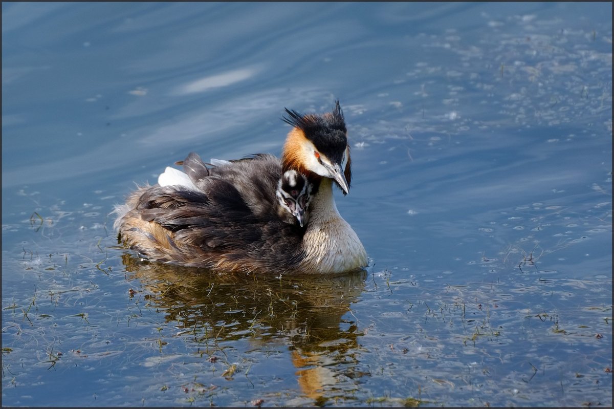 Большая поганка чомга охота