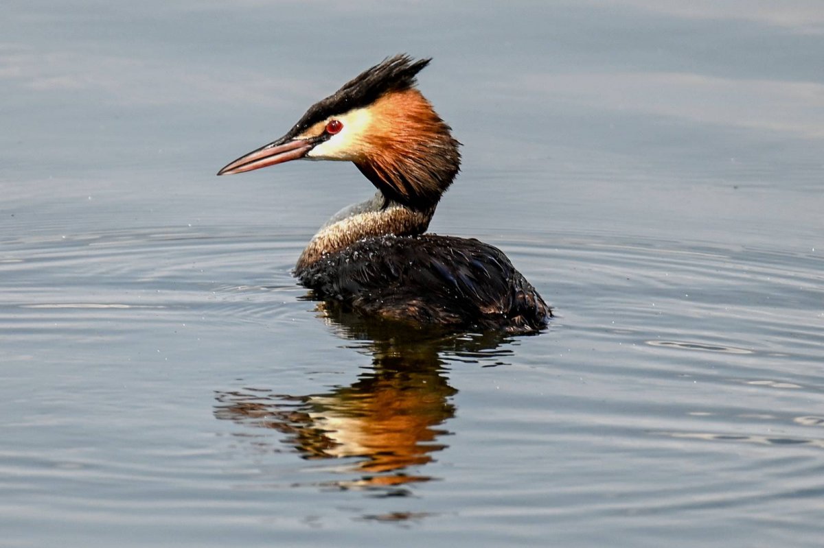 Чомга поганка