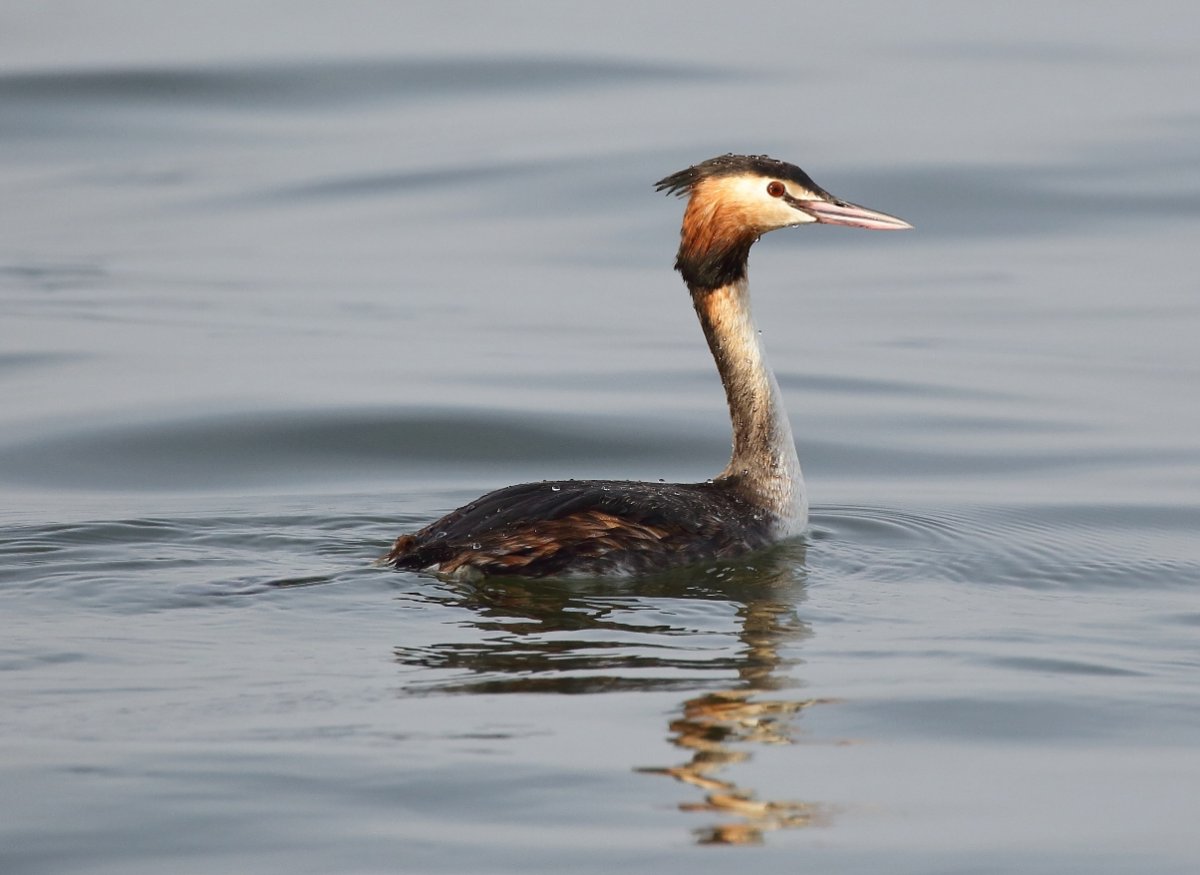 . Большая поганка (чомга) Podiceps cristatus