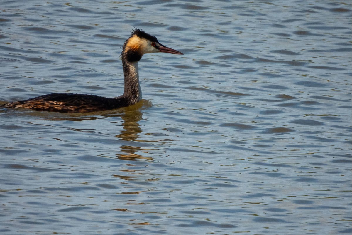 Чомга поганка