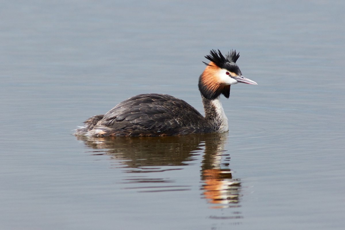 Волосатая утка