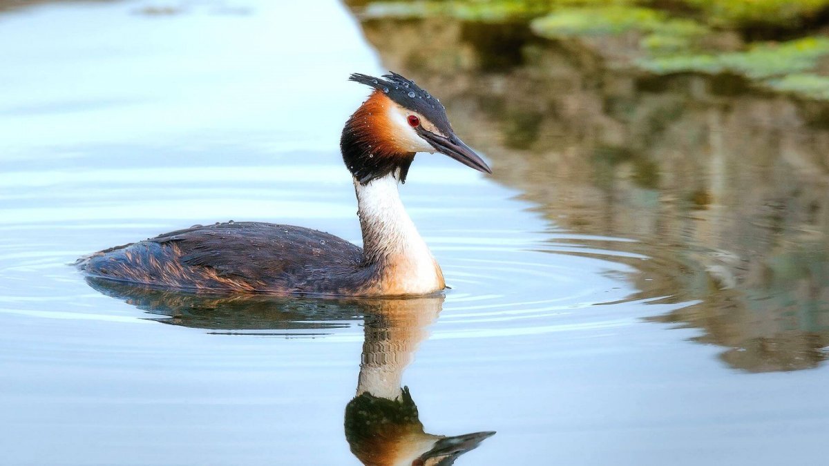 Чомга черно белая