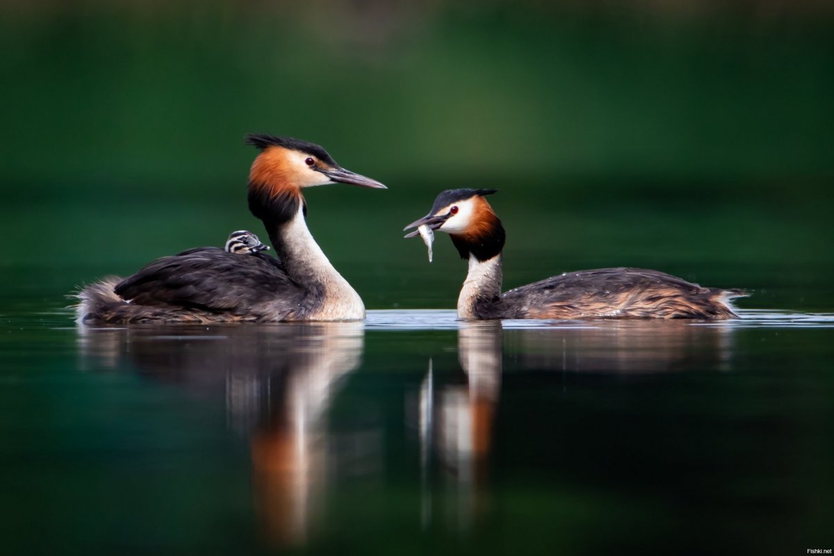 Маленькая чомга