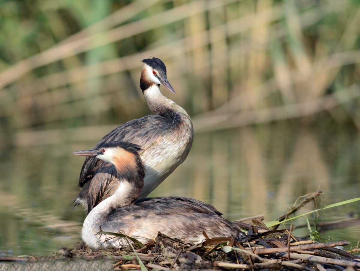Большая поганка – Podiceps cristatus