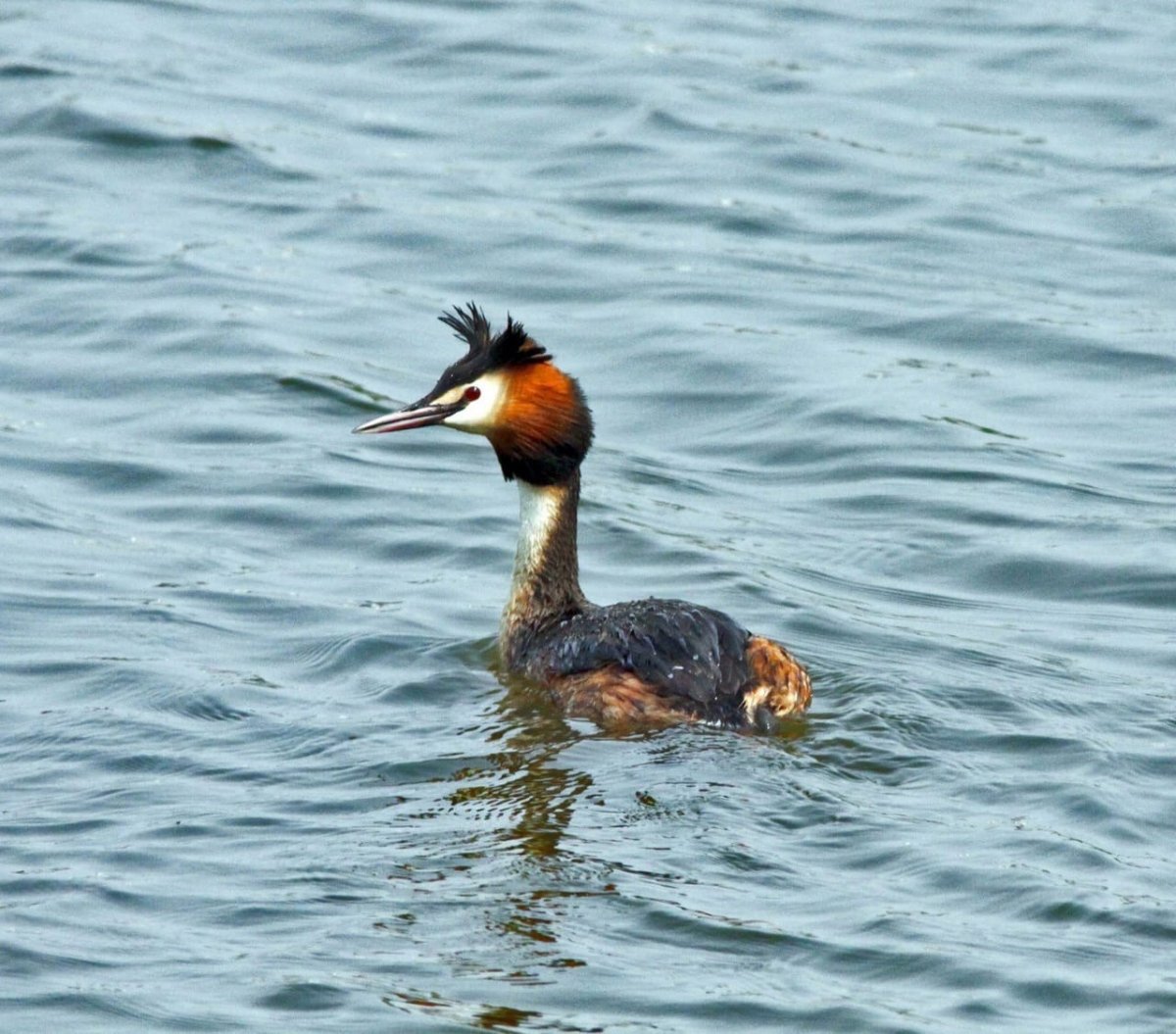 Семейство поганок птицы