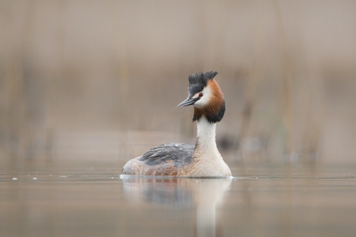 Поганка птица птенец