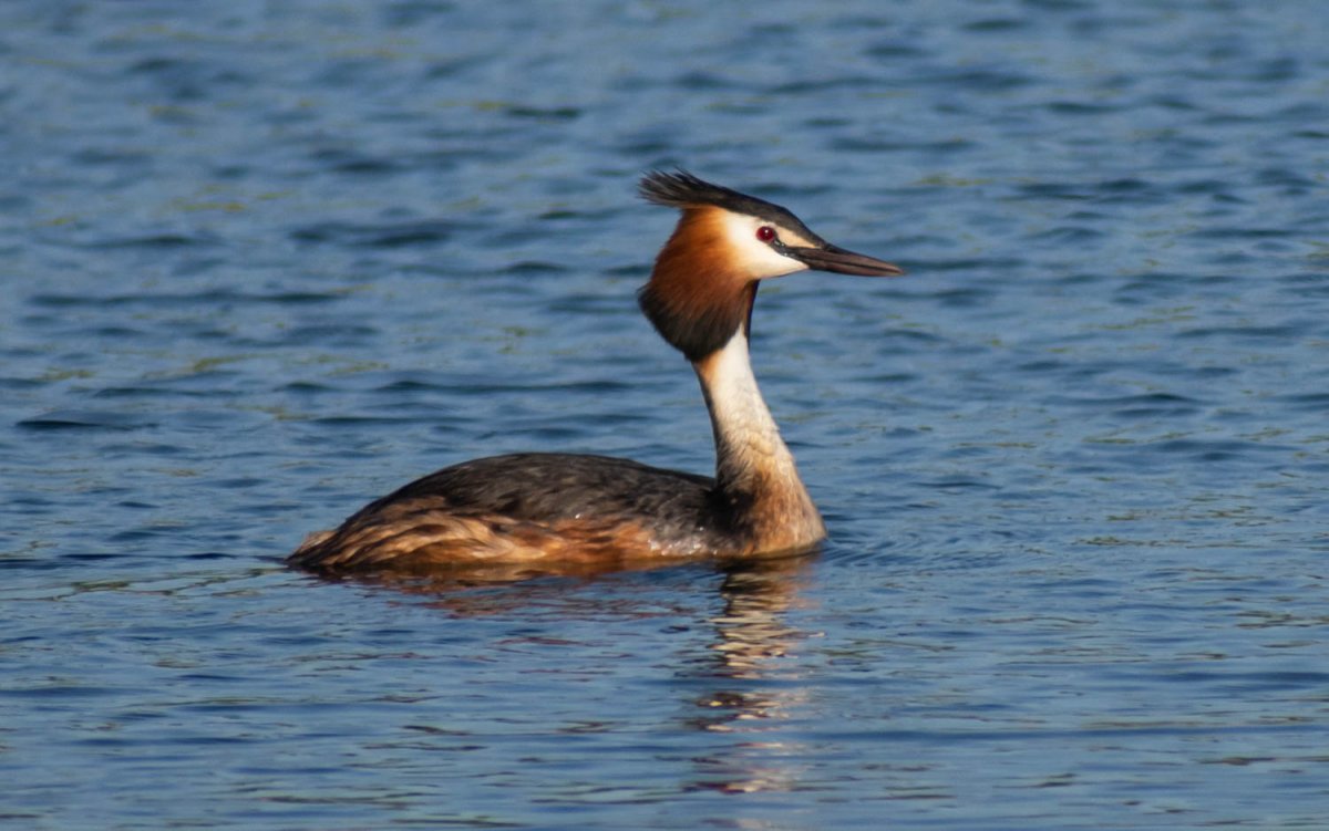 Чомга Черноморская