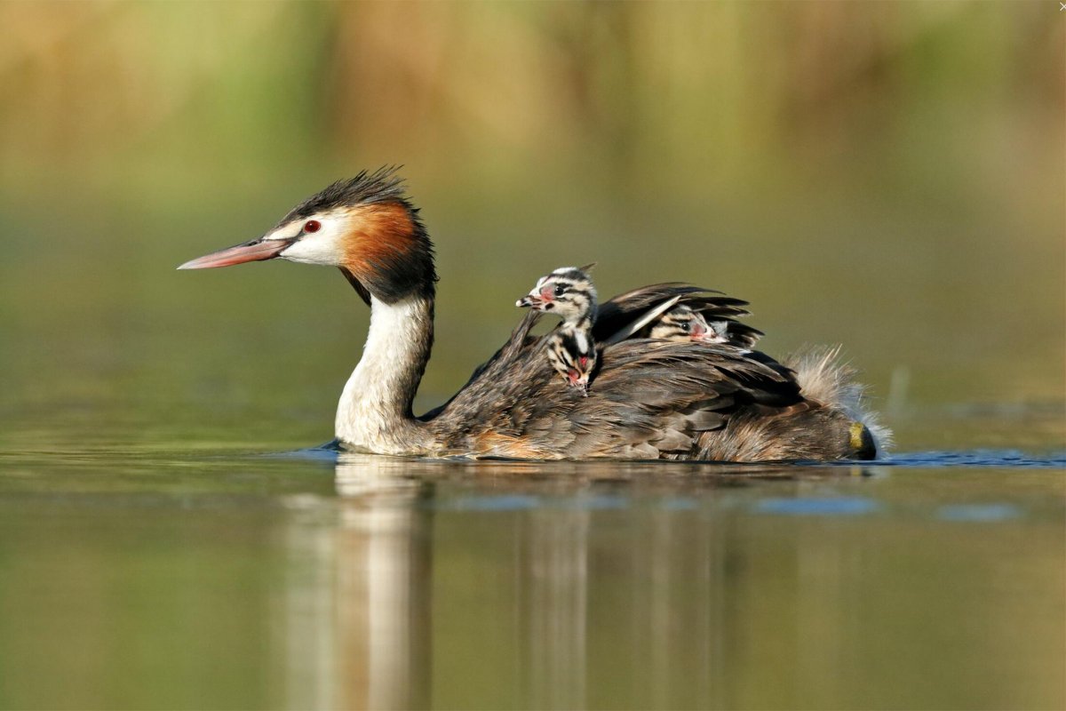 Чомга Черноморская