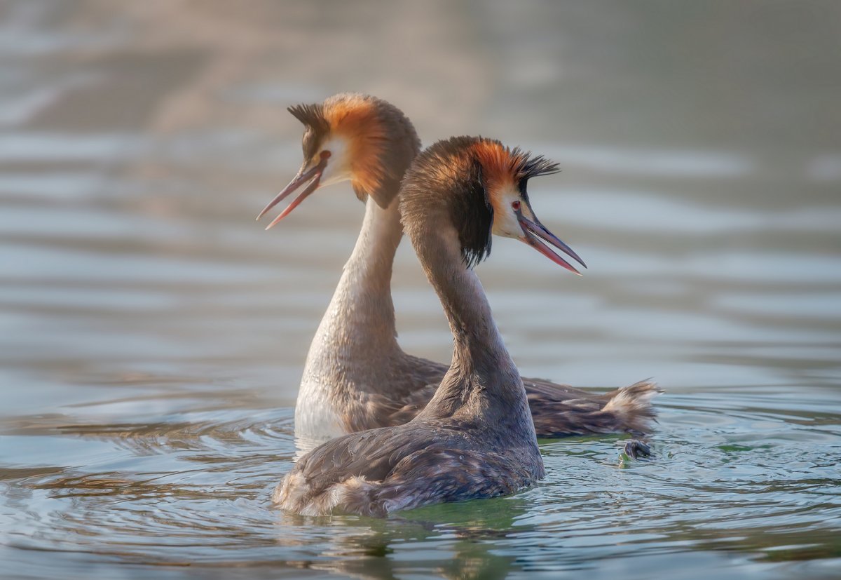Поганка чомга ныряет