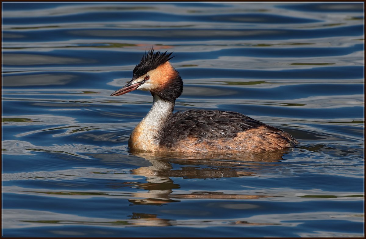 Водоплавающие птицы Кубани