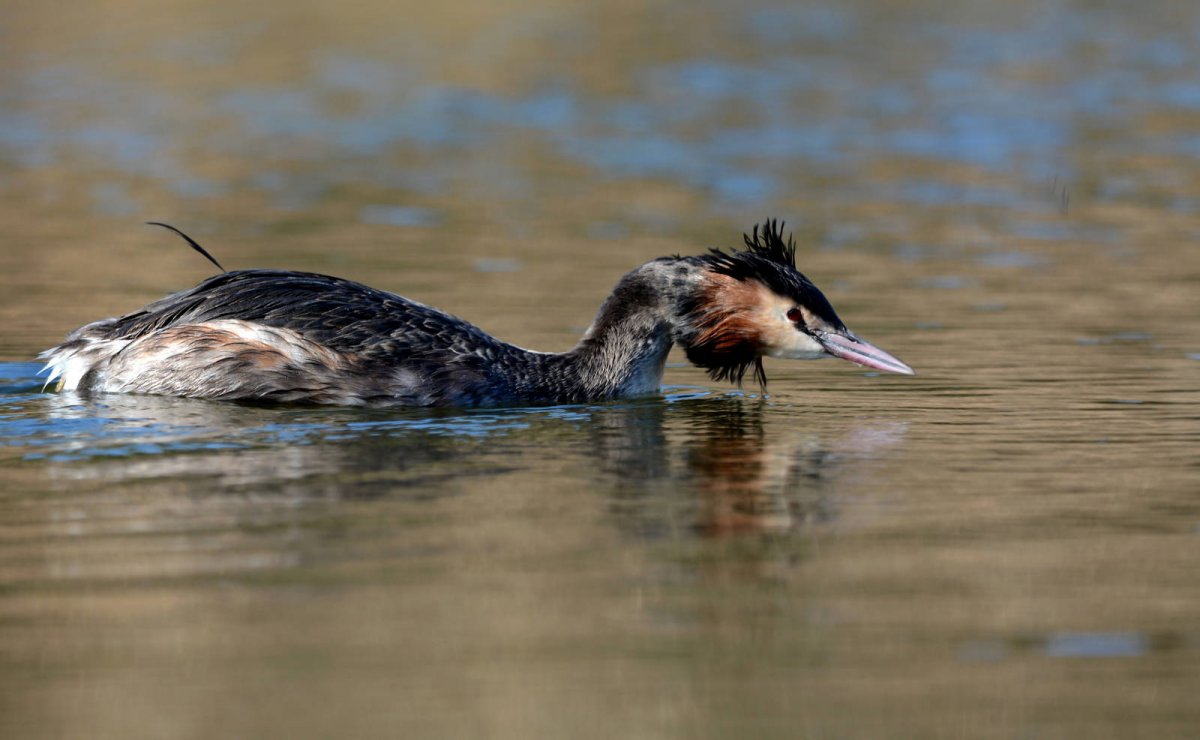 Чомга птица Каспия