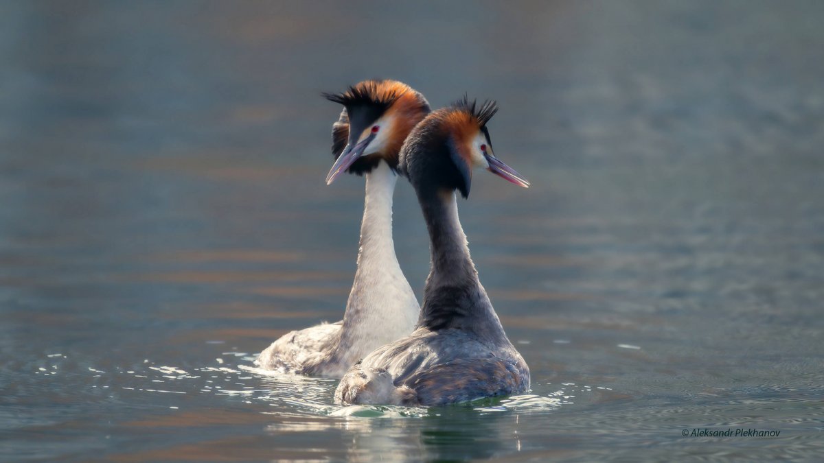 Гнездо чомги